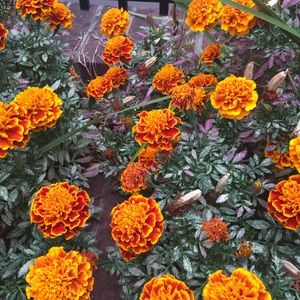 Meet your Posher, Chade